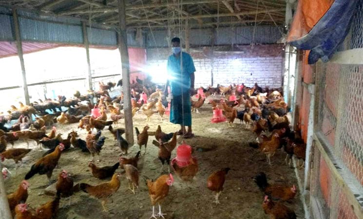 লকডাউনে লোকসানে আত্রাইয়ের মুরগি খামারিরা
