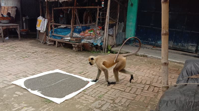লালপুরে লোকালয়ে দলছুট হনুমান