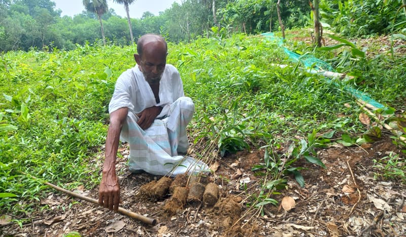 কালিয়াকৈরে গাছের সাথে এ কেমন শত্রুতা !