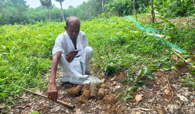 কালিয়াকৈরে গাছের সাথে এ কেমন শত্রুতা !