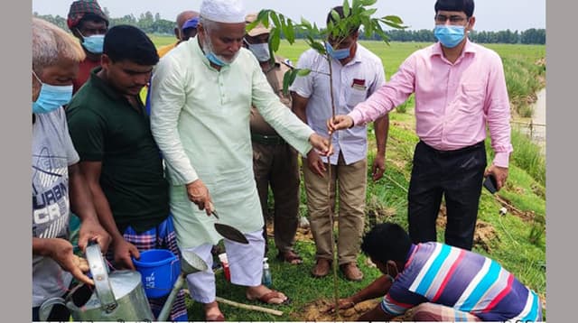 ধামইরহাটে ১৫ হাজার গাছের চারা রোপন
