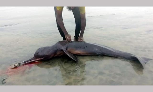 গঙ্গার মৃত ডলফিন ভেসে এলো কুয়াকাটা সৈকতে