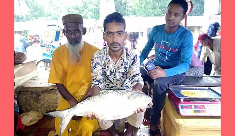 মৌসুমের সেরা ইলিশ ৯ হাজার টাকায় বিক্রি!