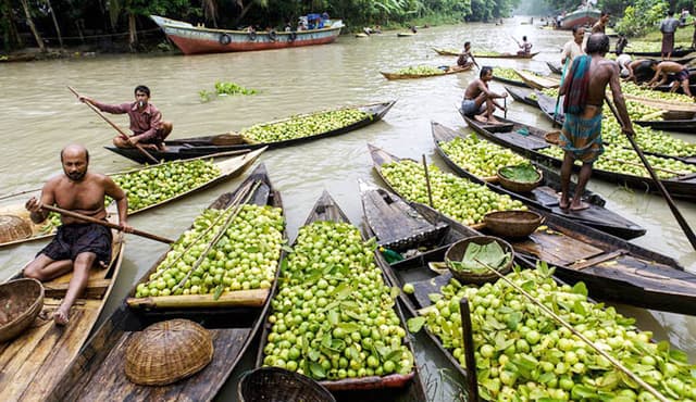 জমে উঠেছে ঝালকাঠির ভীমরুলির পেয়ারার বাজার