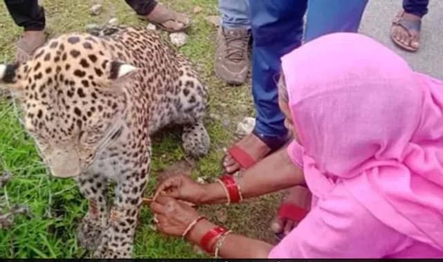 আহত চিতাবাঘের পায়ে রাখি পড়ালেন গৃহবধূ, ভাইরাল ছবি
