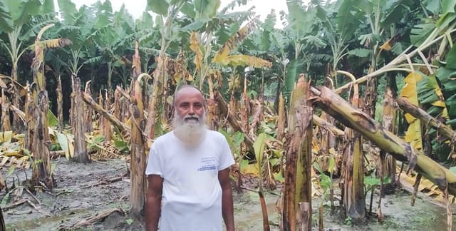 ঘাস খাওয়াকে কেন্দ্র করে পাঁচবিবিতে শতাধিক কলা গাছ কর্তন