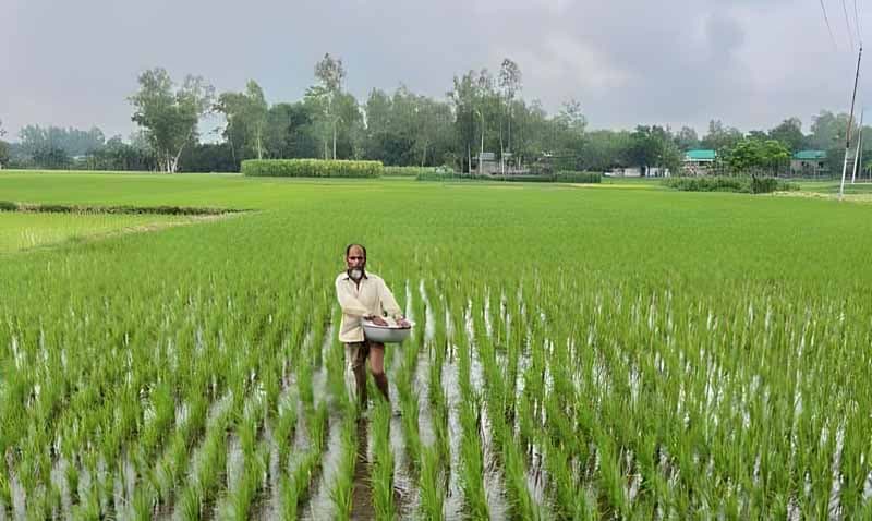 রায়গঞ্জে রোপা-আমন ক্ষেত পরিচর্যায় ব্যস্ত কৃষক-কৃষাণীরা