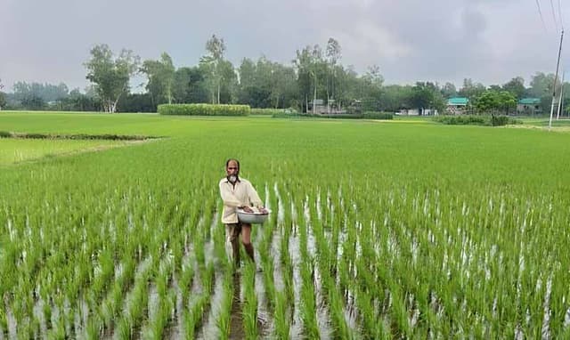 রায়গঞ্জে রোপা-আমন ক্ষেত পরিচর্যায় ব্যস্ত কৃষক-কৃষাণীরা
