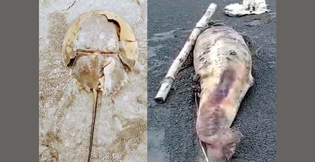 কুয়াকাটা সৈকতে আবারো ভেসে এলো দুটি মৃত ডলফিন