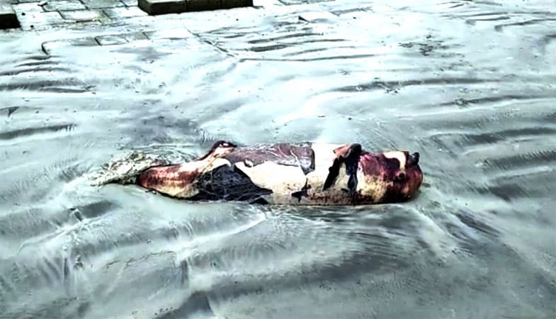 ১২ ঘন্টার ব্যবধানে কুয়াকাটা সৈকতে ফের মৃত ডলফিন