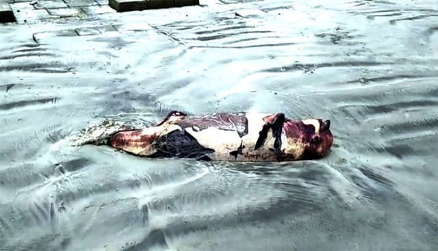 ১২ ঘন্টার ব্যবধানে কুয়াকাটা সৈকতে ফের মৃত ডলফিন