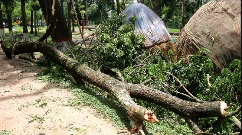 নওগাঁয় ব্যক্তি মালিকানা জমির গাছ কাটার অভিযোগ