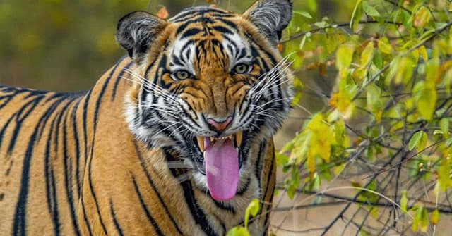 বনিবনা না হওয়ায় যাবজ্জীবন কারাদণ্ড বাঘের !
