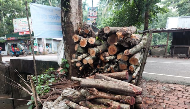 কাউখালীতে মুক্তিযোদ্ধা সন্তান পরিচয়ে জমিদখলের চেষ্টা, গাছ লুট