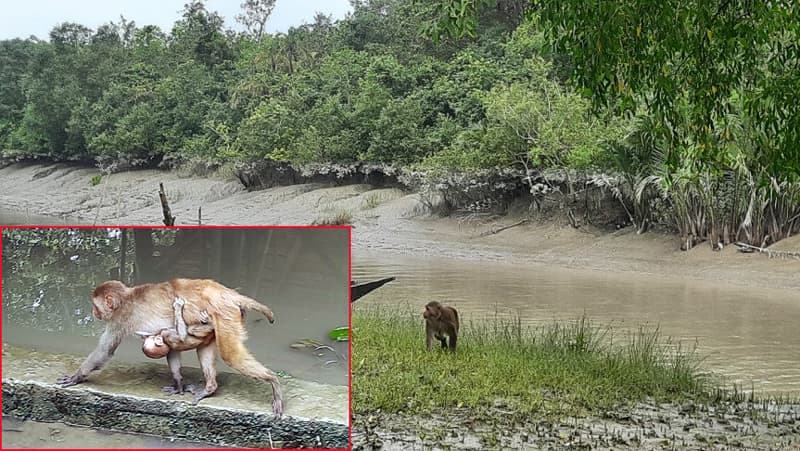 করোনায় ভিন্ন রূপে সুন্দরবন, বন্যপ্রাণীর স্বাভাবিক জীবন
