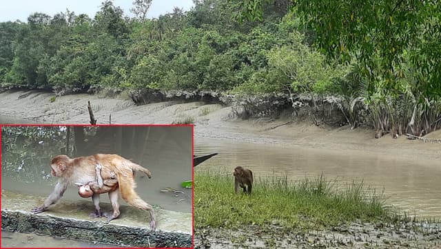 করোনায় ভিন্ন রূপে সুন্দরবন, বন্যপ্রাণীর স্বাভাবিক জীবন