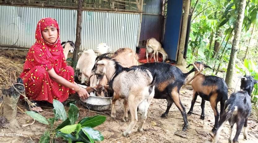 উখিয়ার আয়েশা নিজের ইচ্ছাশক্তিতেই ছাগল পালন করে স্বাবলম্বী