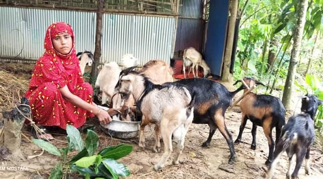 উখিয়ার আয়েশা নিজের ইচ্ছাশক্তিতেই ছাগল পালন করে স্বাবলম্বী