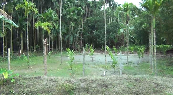 স্কুল উধাও, শ্রেনিকক্ষে গাছের চারা !