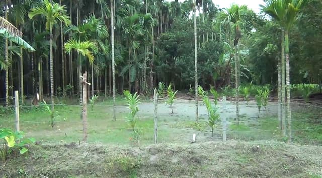 স্কুল উধাও, শ্রেনিকক্ষে গাছের চারা !