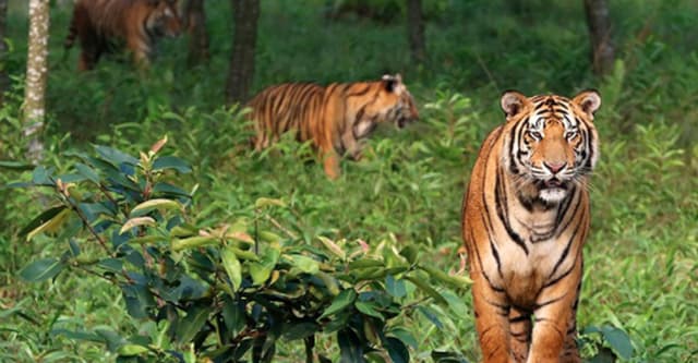 ভারতে পালাতে যাওয়া ১১ আওয়ামী নেতাদের সুন্দরবনে রেখে চলে গেল দালাল