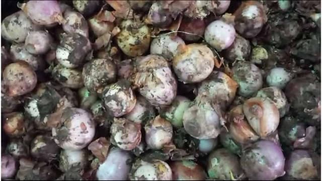 পেঁয়াজে পচন ধরেছে হিলির গুদামে