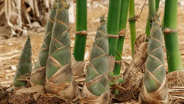 মানুষ যখন থেকে বাঁশ খায়!