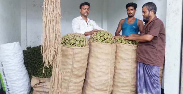 কাউখালীতে আমড়ার বাম্পার ফলন, লাভবান মধ্যস্বত্বভোগীরা