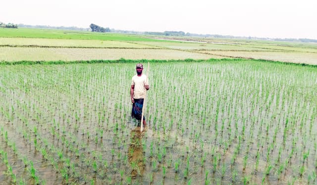 আমন ক্ষেতে সবুজের মাঝে সরাইলের কৃষকের হাসি