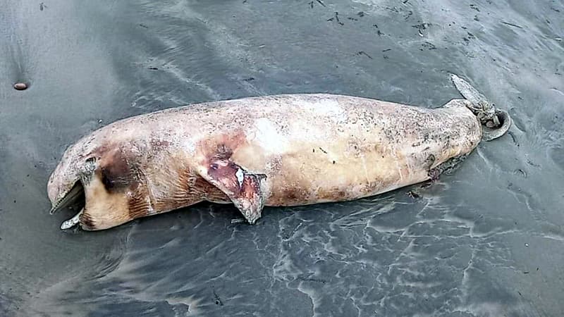 কুয়াকাটায় ফের মৃত ডলফিন, চলতি বছর এসেছে ২০টি