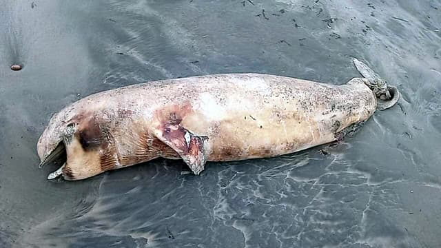কুয়াকাটায় ফের মৃত ডলফিন, চলতি বছর এসেছে ২০টি