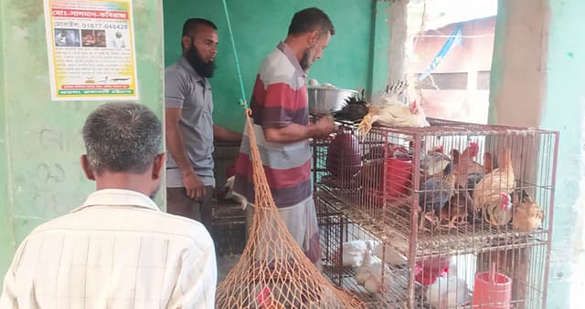 হিলিতে সপ্তাহের ব্যবধানে বেড়েছে সব মুরগির দাম