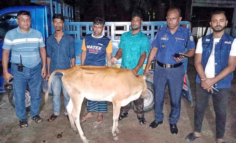 ঝালকাঠিতে গরুসহ চোর চক্রের ২ সদস্য আটক