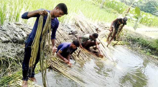 পাঁচবিবিতে পাটের দাম ভালো পাওয়ায় হাঁসি ফুটেছে কৃষকের মুখে
