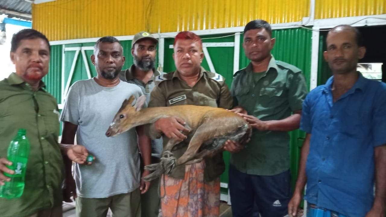 লোকালয় সুন্দরবনের হরিণ উদ্ধার