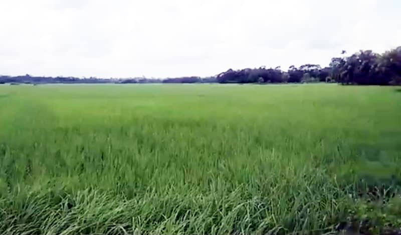 কাউখালীতে ধানক্ষেতে পড়েছিল যুবকের মরদেহ