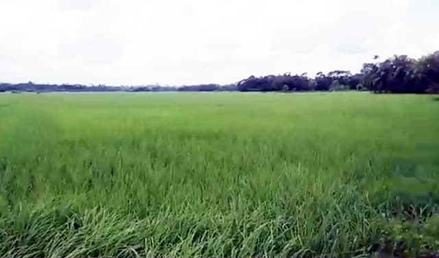 কাউখালীতে ধানক্ষেতে পড়েছিল যুবকের মরদেহ