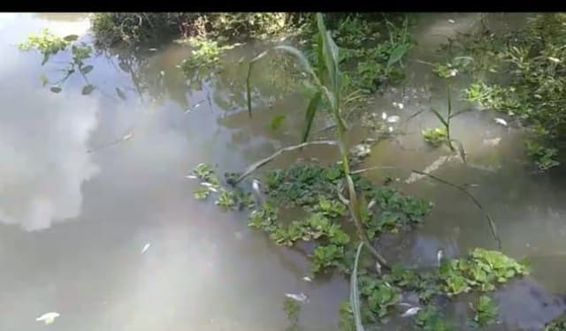 রাজাপুরে পুকুরের মাছের সাথে এ কেমন শত্রুতা
