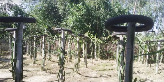 পাঁচবিবিতে মুরাদুলের ড্রাগন চাষে সফলতার গল্প