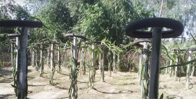 পাঁচবিবিতে মুরাদুলের ড্রাগন চাষে সফলতার গল্প