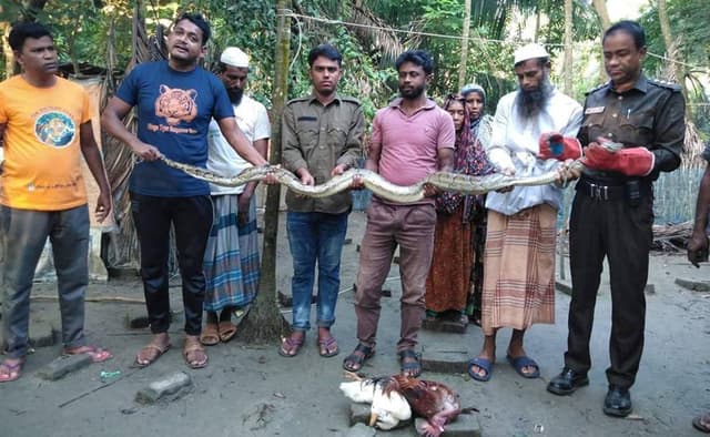 মুরগীর খোপ থেকে উদ্ধার ১১ ফুট লম্বা অজগর