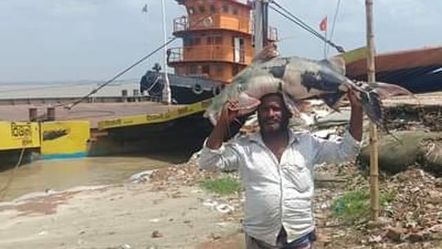পদ্মায় জেলের জালে ২১ কেজি ওজনের বাগাইড়, ২৫ হাজারে বিক্রি