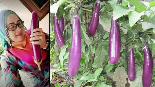 নারীদের পছন্দের তালিকায় বেগুন থাকে কেন? জানুন রহস্য