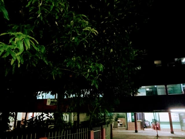 সরাইল মনোয়ারা হাসপাতাল গাছের পাতা-পাতায় চড়ুই মেলা