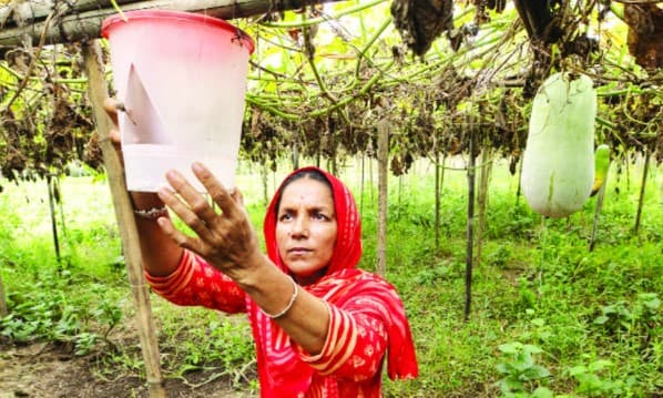 বাড়ছে প্রশিক্ষিত নারী কৃষকের সংখ্যা