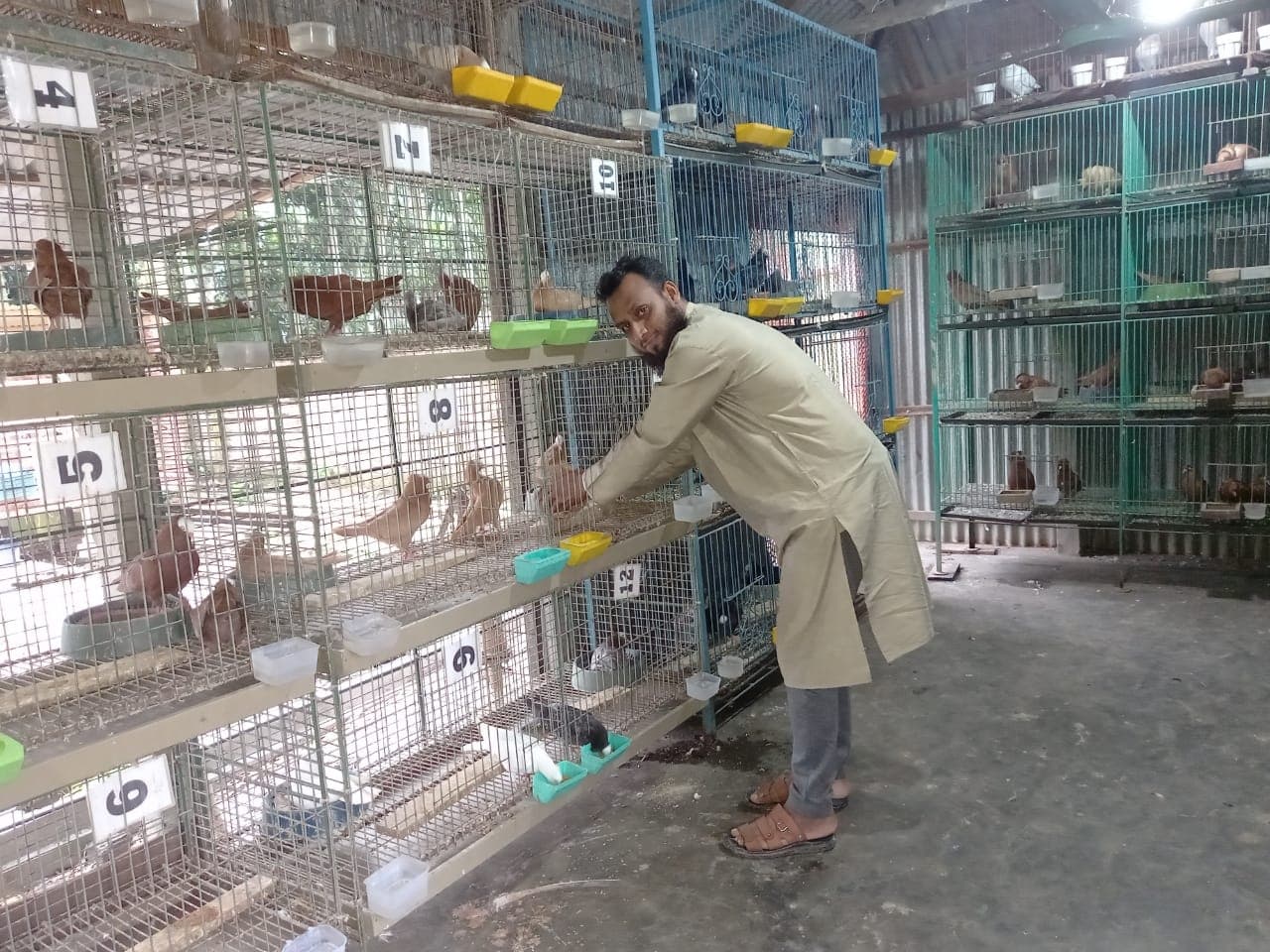 প্রভাষক ইব্রাহীমের শখের বশে কবুতর পালন