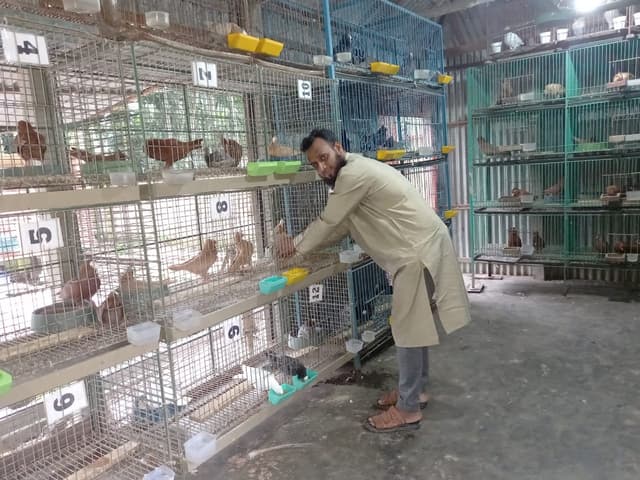 প্রভাষক ইব্রাহীমের শখের বশে কবুতর পালন