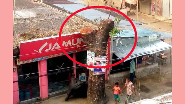 ভূরুঙ্গামারীতে শিক্ষকের বিরুদ্ধে রাস্তার গাছ কেটে নেয়ার অভিযোগ