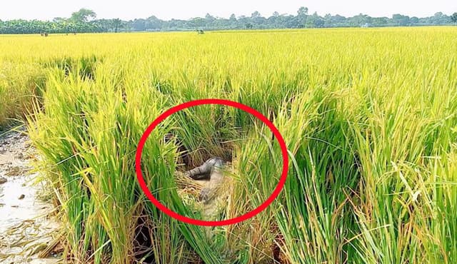 শৈলকুপায় নিখোঁজ যুবকের অর্ধগলিত মৃতদেহ উদ্ধার