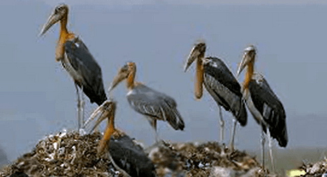 জলবায়ুর পরিবর্তনের প্রভাব, আশাশুনি ও সুন্দরবন থেকে বিলুপ্ত হচ্ছে বিভিন্ন প্রজাতির বন্যপ্রাণী